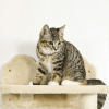Kitten Activity Center With Condo Modern Cat Tree Tower Cat Activity Tower